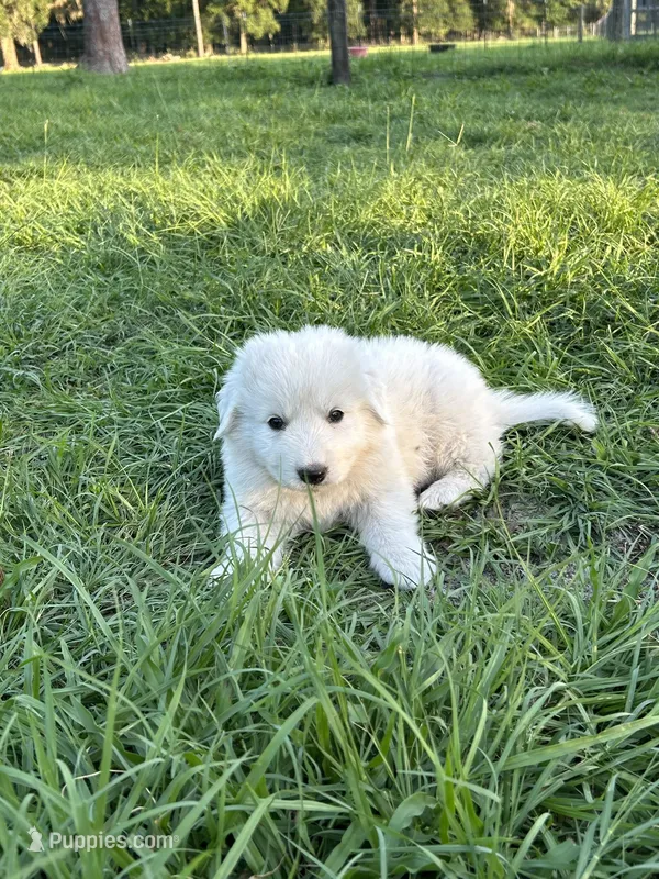 Sky – Maremma Sheepdog puppy for sale in Chiefland, FL