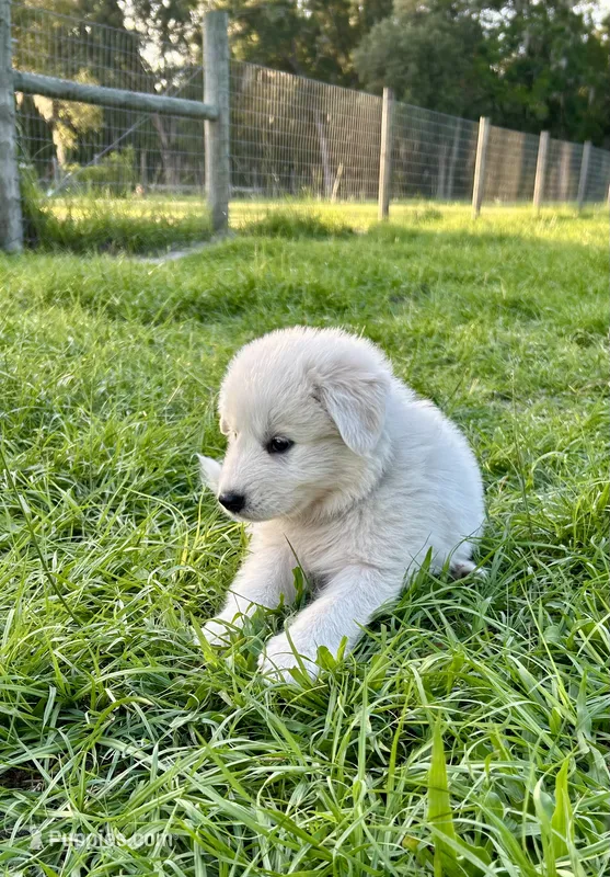 Navy  – Maremma Sheepdog puppy for sale in Chiefland, FL