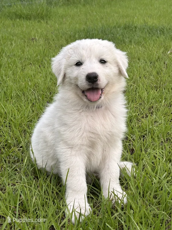 Violet – Maremma Sheepdog puppy on hold in Chiefland, FL