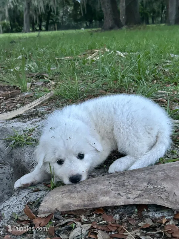 Pink – Maremma Sheepdog puppy for sale in Chiefland, FL