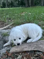 Pink, a female Maremma Sheepdog for sale in Chiefland, FL – 1 of 1
