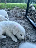 Rose, a female Maremma Sheepdog for sale in Chiefland, FL – 1 of 1