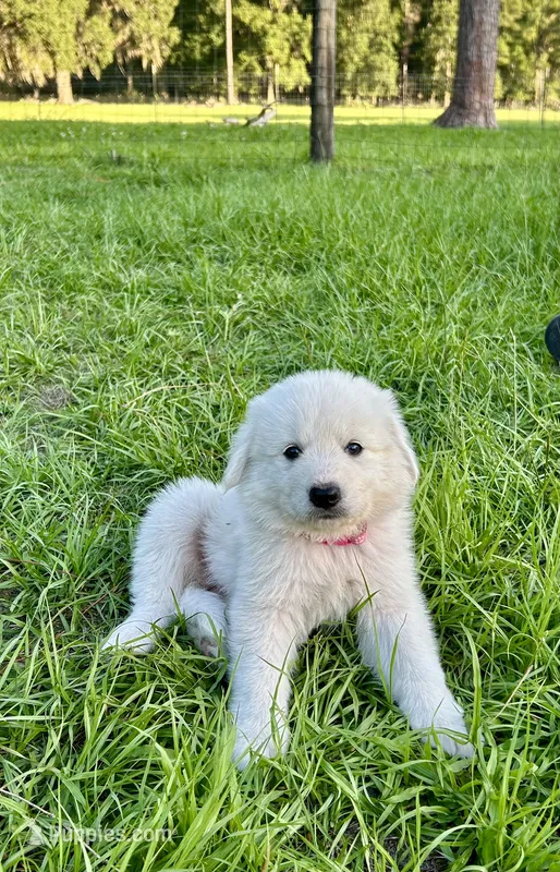 Pink – Maremma Sheepdog puppy for sale in Chiefland, FL