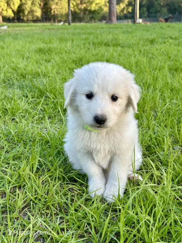 Lima – Maremma Sheepdog puppy for sale in Chiefland, FL