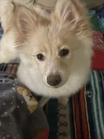 Dobby, a female Pomeranian for sale in Virginia Beach, VA – Photo 3 of 7