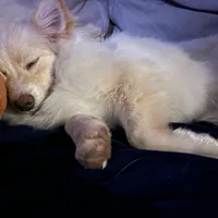 Alita, a female Pomeranian for sale in Virginia Beach, VA – Photo 4 of 5