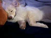 Dobby, a female Pomeranian for sale in Virginia Beach, VA – Photo 5 of 7