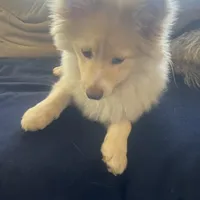 Alita, a female Pomeranian for sale in Virginia Beach, VA – Photo 2 of 5