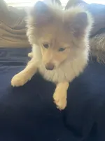 Dobby, a female Pomeranian for sale in Virginia Beach, VA – Photo 7 of 7