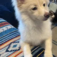 Alita, a female Pomeranian for sale in Virginia Beach, VA – Photo 3 of 5