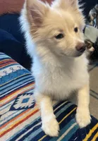 Dobby, a female Pomeranian for sale in Virginia Beach, VA – Photo 1 of 7