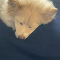 Alita, a female Pomeranian for sale in Virginia Beach, VA – Photo 5 of 5