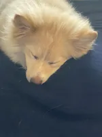 Dobby, a female Pomeranian for sale in Virginia Beach, VA – Photo 6 of 7