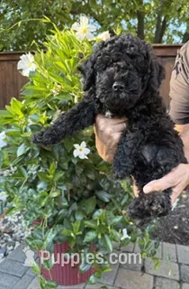 Sassy – Miniature Goldendoodle puppy for sale in Fishers, IN
