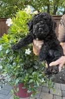 Sassy, a female Miniature Goldendoodle for sale in Fishers, IN – 1 of 5