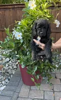 Nashlyn, a female Miniature Goldendoodle for sale in Fishers, IN – 4 of 4