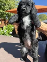 Nashlyn, a female Miniature Goldendoodle for sale in Fishers, IN – 3 of 4