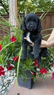 Nashlyn – Miniature Goldendoodle puppy for sale in Fishers, IN
