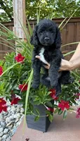 Nashlyn, a female Miniature Goldendoodle for sale in Fishers, IN – 1 of 4
