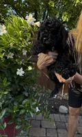 Sassy, a female Miniature Goldendoodle for sale in Fishers, IN – 2 of 5