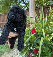 Sassy, a female Miniature Goldendoodle for sale in Fishers, IN – 4 of 5