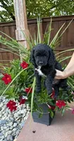 Nashlyn, a female Miniature Goldendoodle for sale in Fishers, IN – 2 of 4