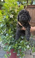 Sassy, a female Miniature Goldendoodle for sale in Fishers, IN – 3 of 5