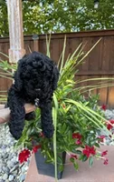 Sassy, a female Miniature Goldendoodle for sale in Fishers, IN – 5 of 5