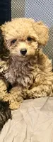 Golden girl , a female Poodle - Toy  for sale in New York, NY – 7 of 10