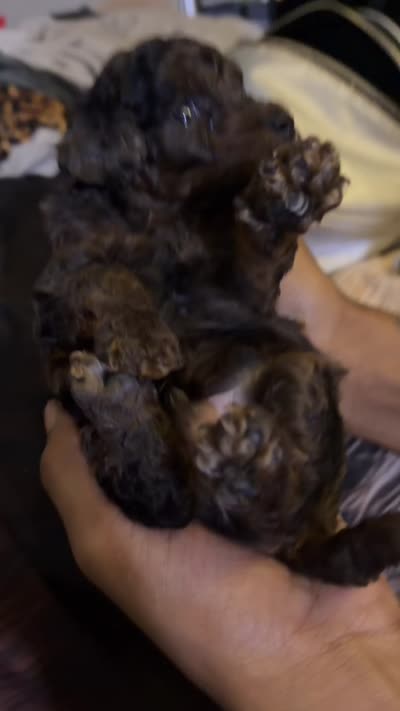  Merle 3tone blk/ brown poodle , a male Poodle - Toy  for sale in New York, NY – 4 of 5