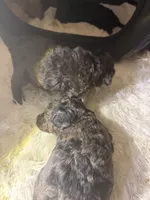  Teddy bear poodles , a male Poodle - Toy  for sale in New York, NY – 2 of 5