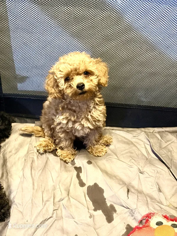 Golden child  – Poodle - Toy  puppy for sale in New York, NY