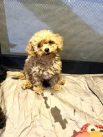 Golden girl , a female Poodle - Toy  for sale in New York, NY – 1 of 10