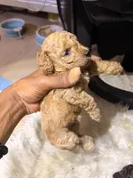 Golden child , a female Poodle - Toy  for sale in New York, NY – 2 of 6