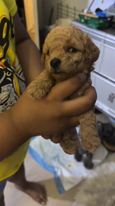 Golden child , a female Poodle - Toy  for sale in New York, NY – 7 of 7