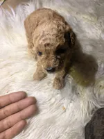 Golden child , a female Poodle - Toy  for sale in New York, NY – 4 of 6