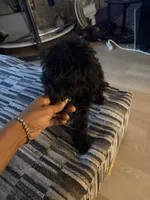 Midnight , a female Poodle - Toy  for sale in New York, NY – 1 of 7