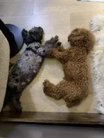 Golden child , a female Poodle - Toy  for sale in New York, NY – 5 of 6