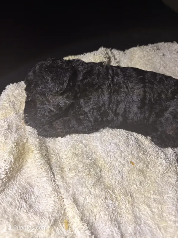 Midnight  – Poodle - Toy  puppy for sale in New York, NY