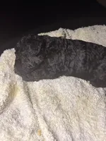 Midnight , a female Poodle - Toy  for sale in New York, NY – 1 of 4