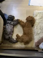  Teddy bear poodles , a male Poodle - Toy  for sale in New York, NY – 3 of 5