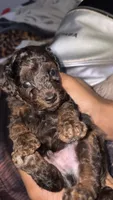  Merle 3tone blk/ brown poodle , a male Poodle - Toy  for sale in New York, NY – 2 of 5