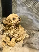 Golden girl , a female Poodle - Toy  for sale in New York, NY – 2 of 10