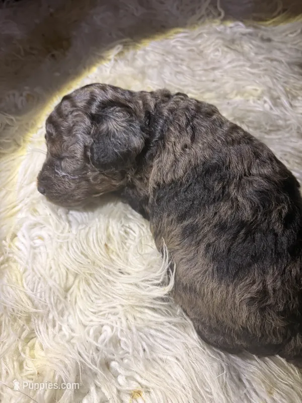  Teddy bear poodles  – Poodle - Toy  puppy for sale in New York, NY