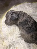 Teddy bear poodles , a male Poodle - Toy  for sale in New York, NY – 1 of 5