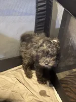 Grey an black an white Merle poodle, a male Poodle - Miniature  for sale in New York, NY – 8 of 10