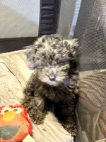 Grey an black an white Merle poodle, a male Poodle - Miniature  for sale in New York, NY – 6 of 10