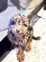  Merle 3tone blk/ grey brown poodle , a male Poodle - Toy  for sale in New York, NY – 4 of 8