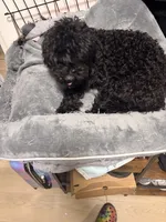 Midnight , a female Poodle - Toy  for sale in New York, NY – 2 of 7