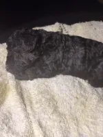 Midnight , a female Poodle - Toy  for sale in New York, NY – 2 of 4